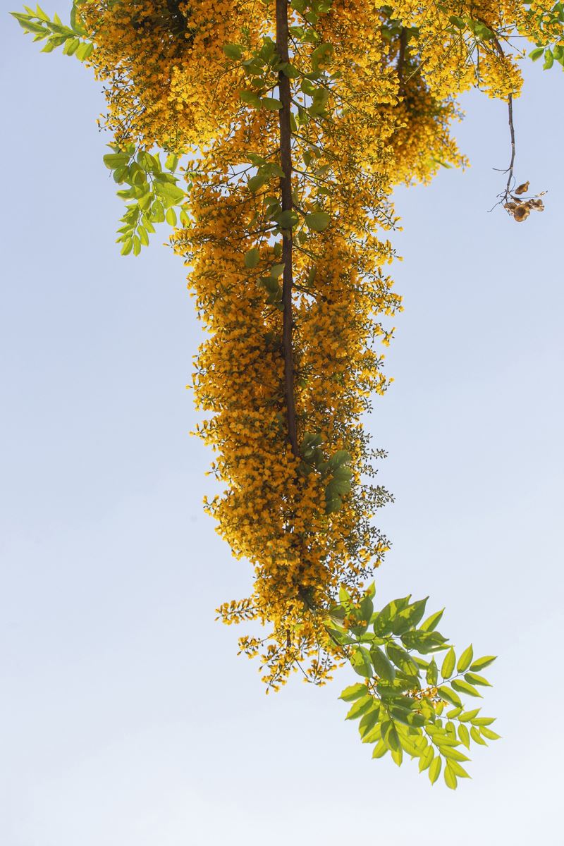 Những bông Hoa sưa rực vàng ở Đà Nẵng báo hiệu thời khắc giao mùa