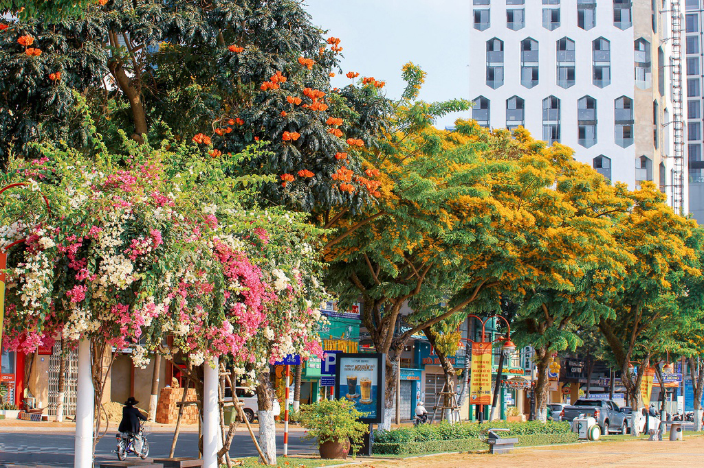 Những bông Hoa sưa rực vàng ở Đà Nẵng báo hiệu thời khắc giao mùa